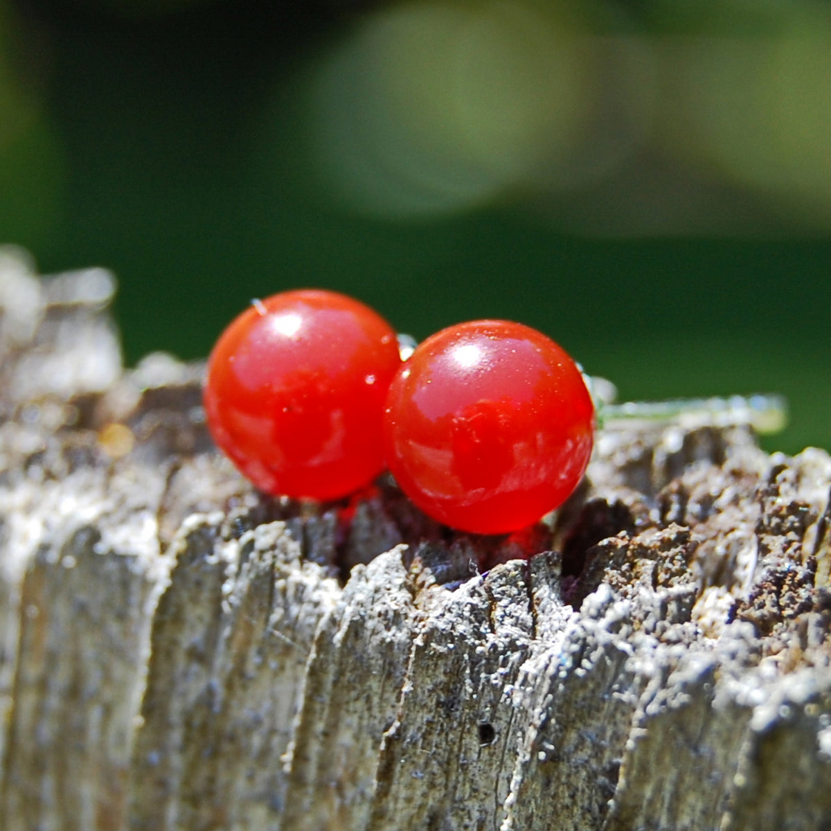 Herra - Carnelian Stud Earrings Solid Sterling Silver