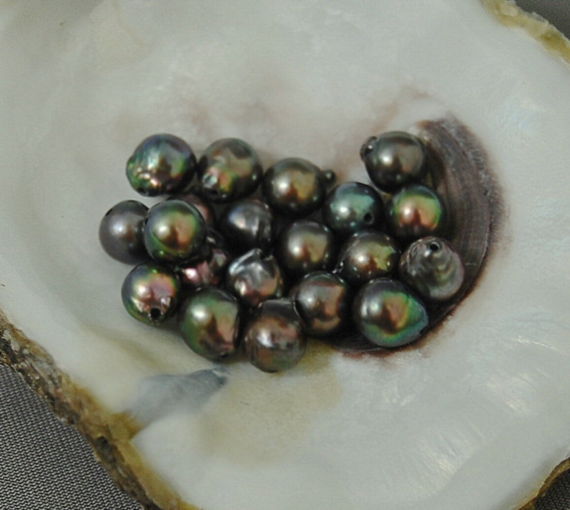D225 - Loose Chocolate Akoya Pearls